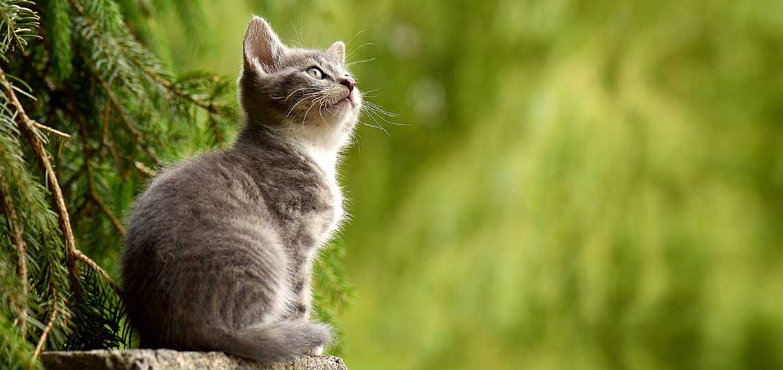 Why Cats Are More Independent Than Dogs