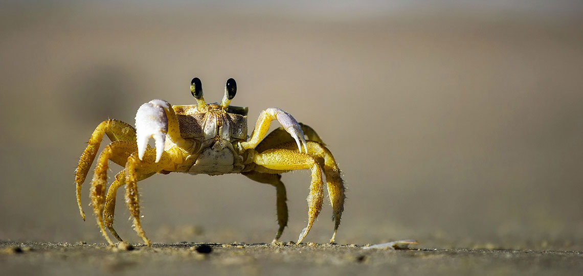 The Ghost Crabs Normally Found at Beach in Western Australia