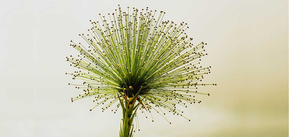 A Muscial Gift On Bangla Noboborsha