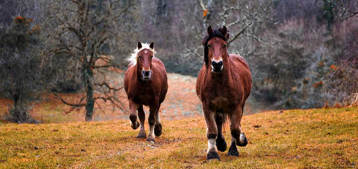 Five Interesting Facts About Wild Horses Of North America